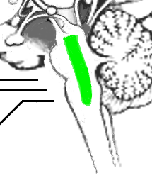 Reticular formation